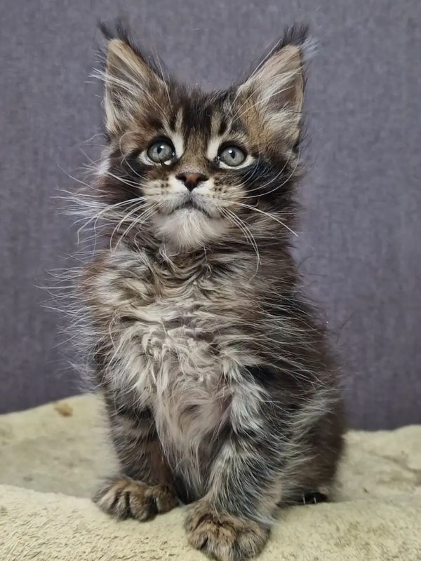 Kiki female